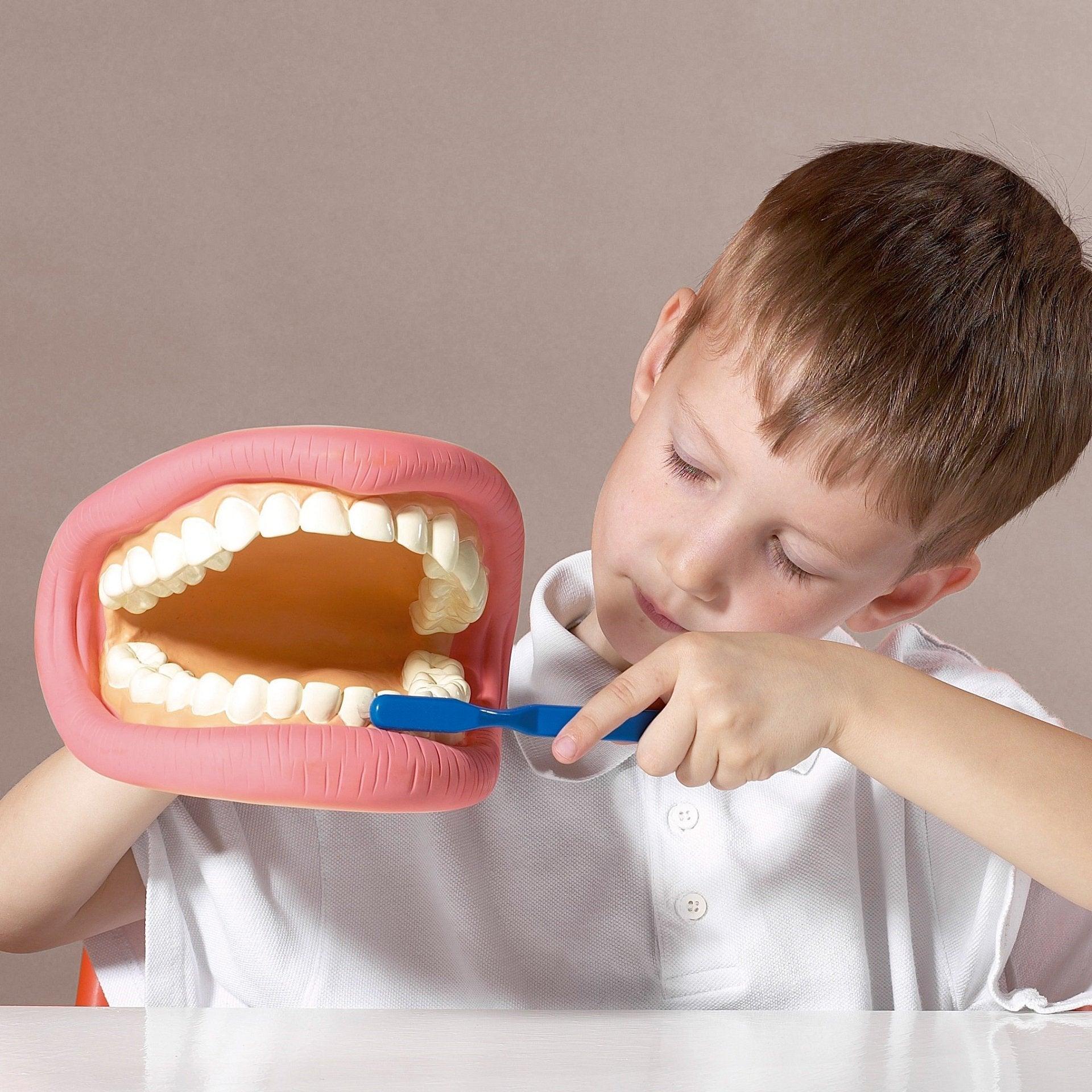 Giant Teeth Demonstration Set - Image 3