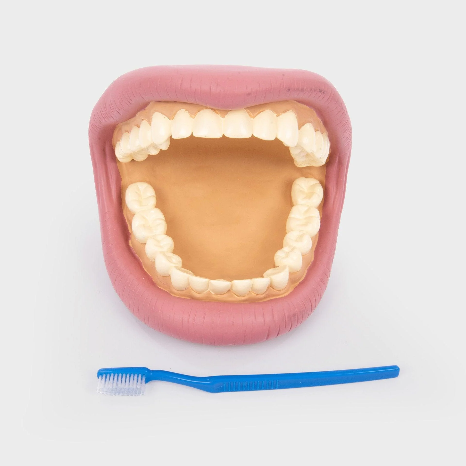 Giant Teeth Demonstration Set - Image 4