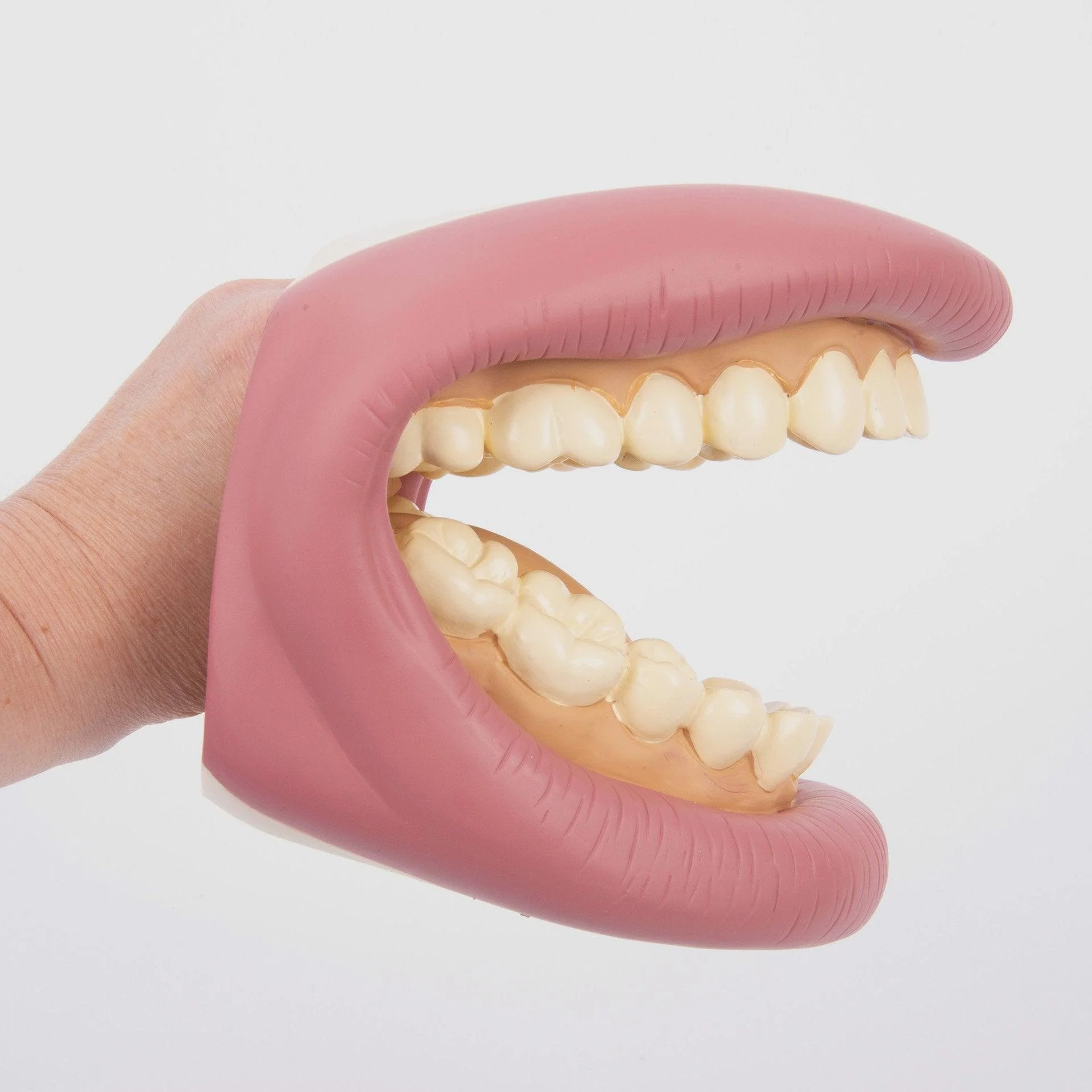 Giant Teeth Demonstration Set - Image 5