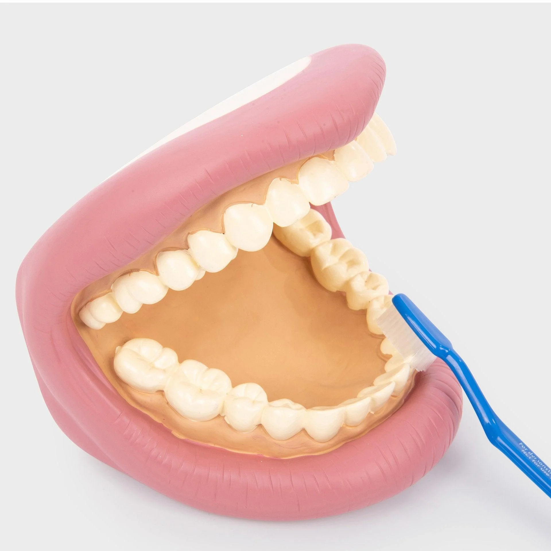 Giant Teeth Demonstration Set - Image 6