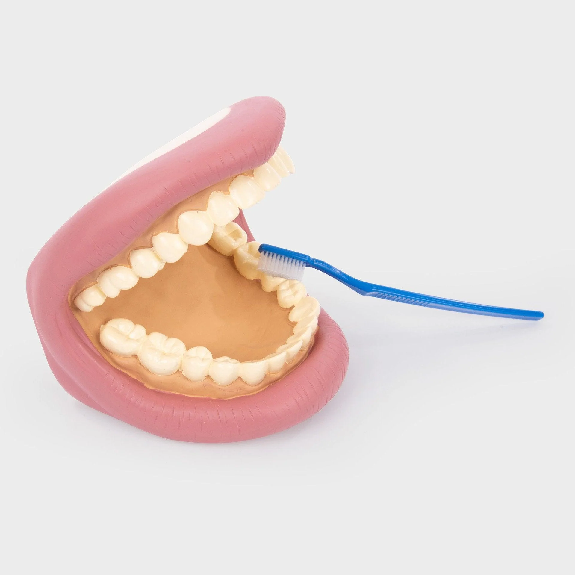 Giant Teeth Demonstration Set - Image 7